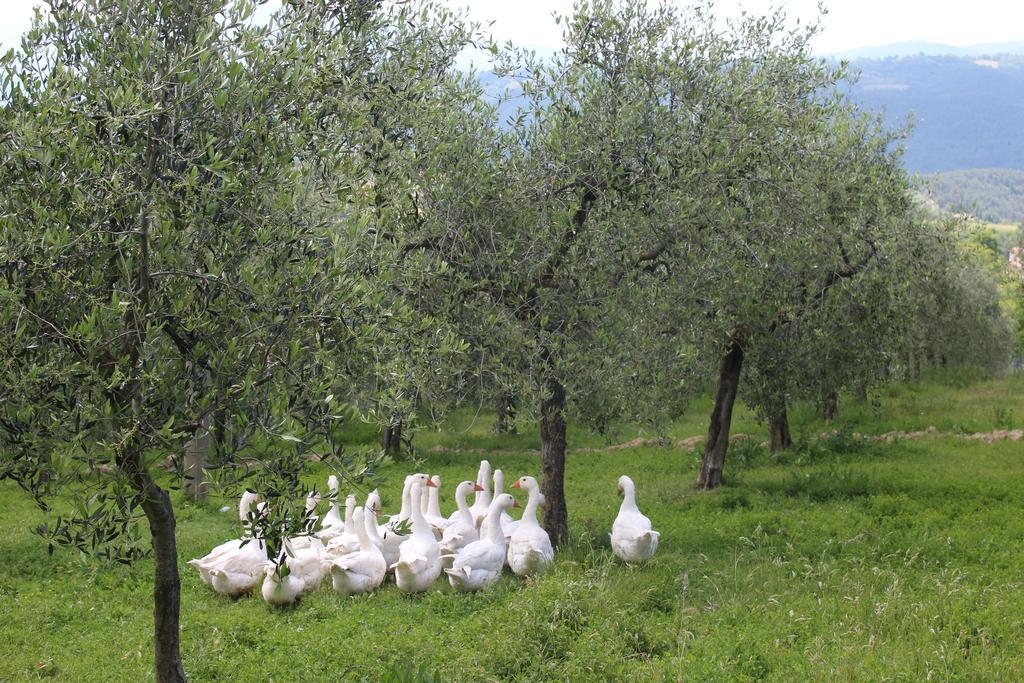 La Corte Dei Banchetti Gualdo Cattaneo エクステリア 写真